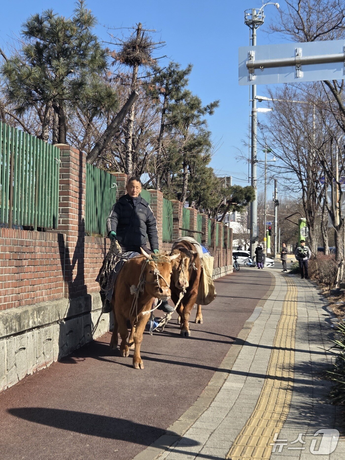 본문 이미지 - 소를 타고 경기 수원장안경찰서를 향하는 A 씨. (독자 제공. 재판매 및 DB 금지) 2026.1.20/뉴스1