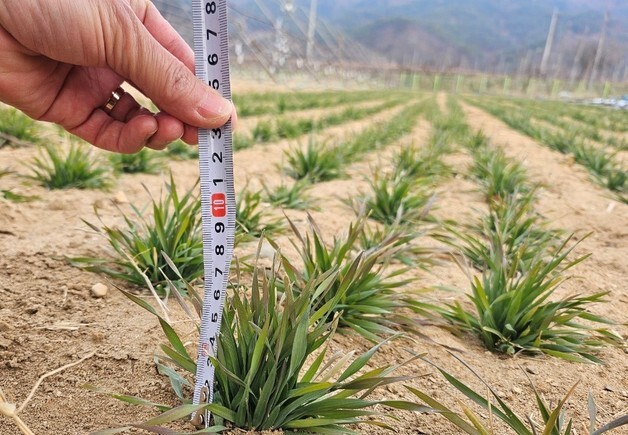 대구 군위군, 트리티케일 실증시험…"조사료 생산성 높인다"