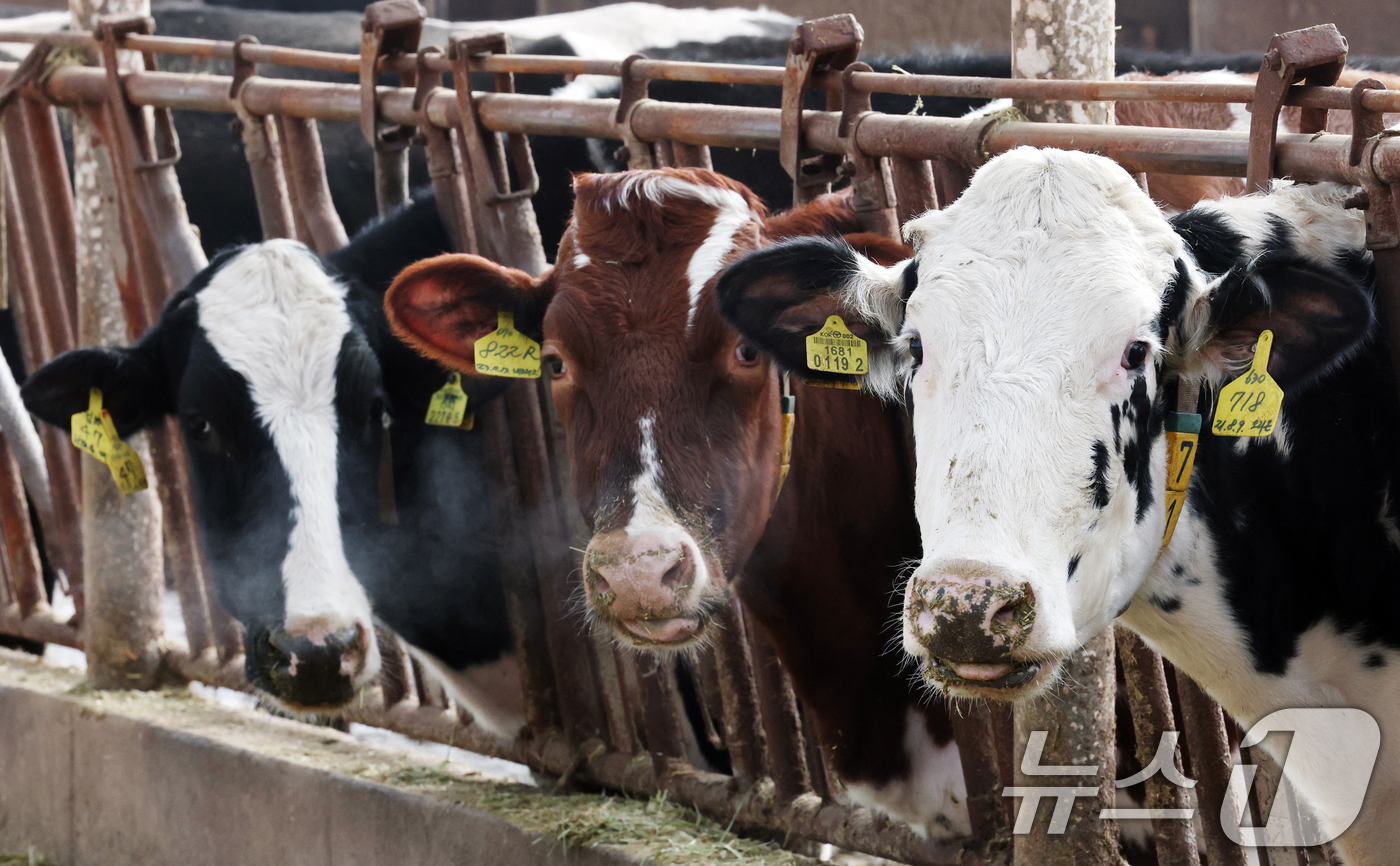 (화성=뉴스1) 김영운 기자 = 강력한 한파가 계속되고 있는 21일 경기 화성시 장안면의 한 축사에서 젖소들이 입김을 내뿜고 있다. 2026.1.21/뉴스1