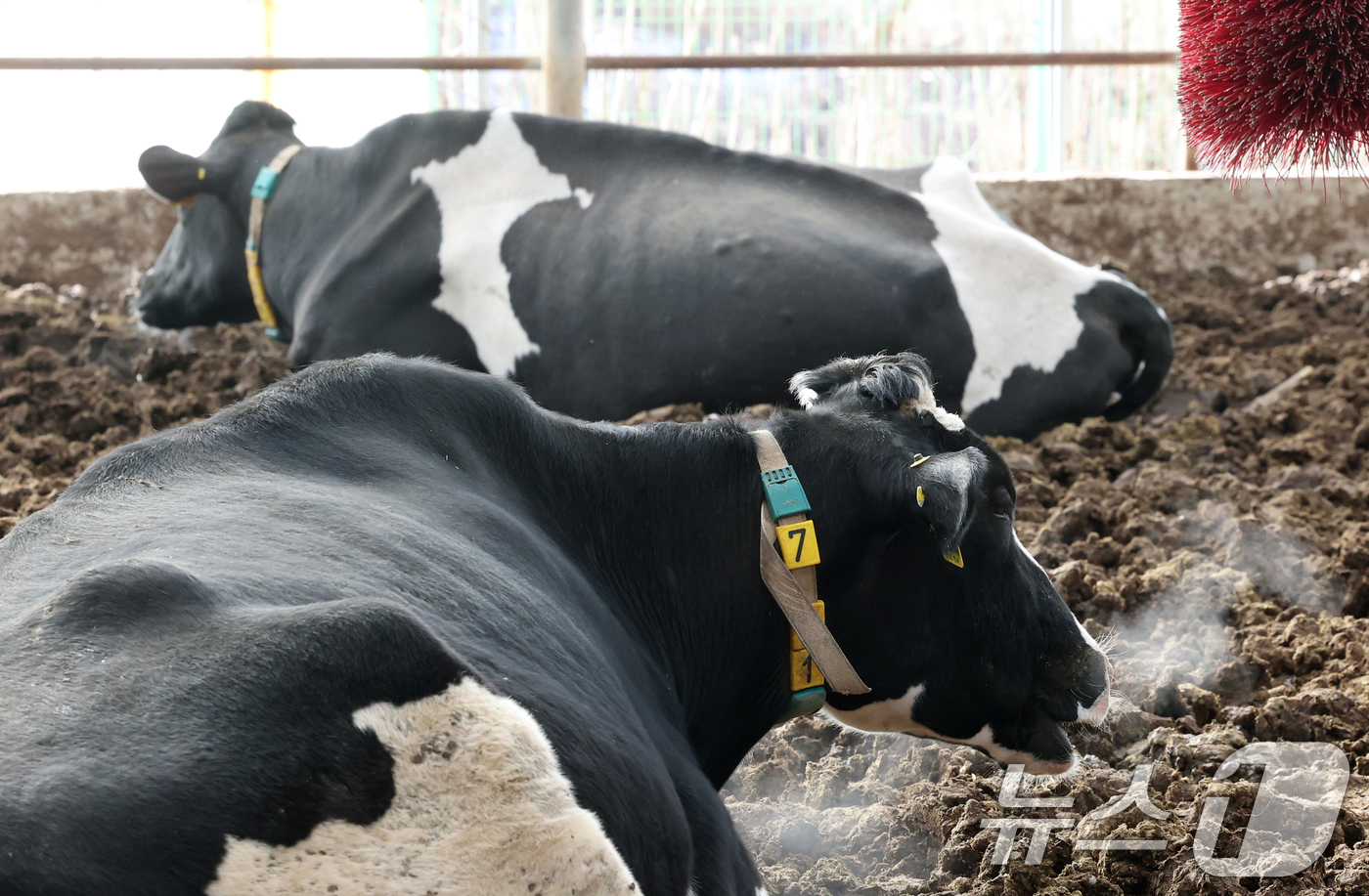 (화성=뉴스1) 김영운 기자 = 강력한 한파가 계속되고 있는 21일 경기 화성시 장안면의 한 축사에서 젖소들이 입김을 내뿜고 있다. 2026.1.21/뉴스1