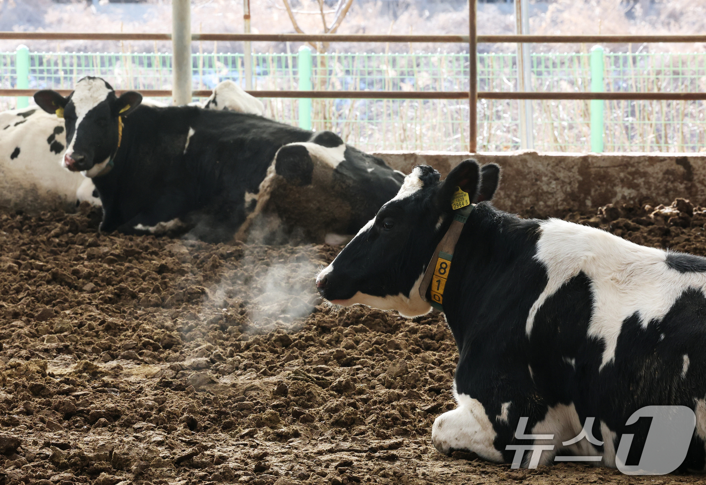 (화성=뉴스1) 김영운 기자 = 강력한 한파가 계속되고 있는 21일 경기 화성시 장안면의 한 축사에서 젖소들이 입김을 내뿜고 있다. 2026.1.21/뉴스1