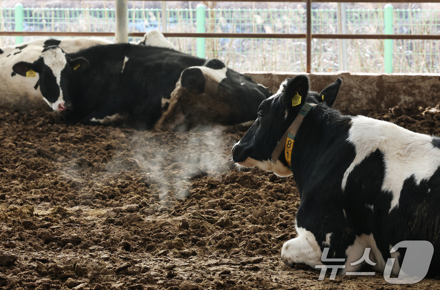 (화성=뉴스1) 김영운 기자 = 강력한 한파가 계속되고 있는 21일 경기 화성시 장안면의 한 축사에서 젖소들이 입김을 내뿜고 있다. 2026.1.21/뉴스1