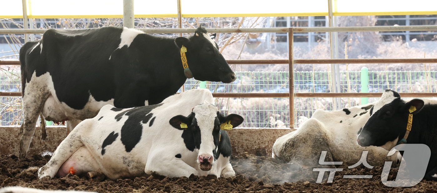 (화성=뉴스1) 김영운 기자 = 강력한 한파가 계속되고 있는 21일 경기 화성시 장안면의 한 축사에서 젖소들이 입김을 내뿜고 있다. 2026.1.21/뉴스1