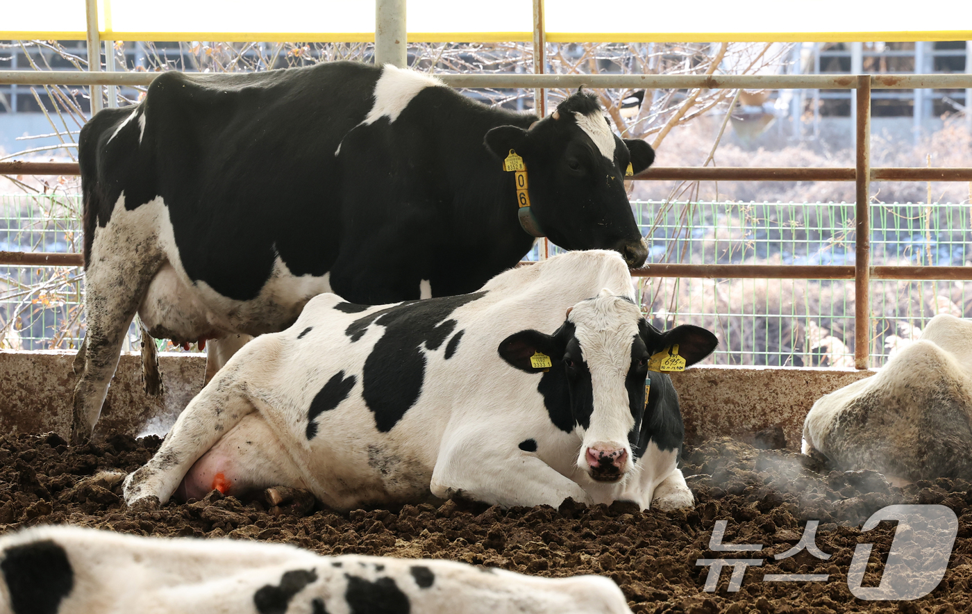 (화성=뉴스1) 김영운 기자 = 강력한 한파가 계속되고 있는 21일 경기 화성시 장안면의 한 축사에서 젖소들이 입김을 내뿜고 있다. 2026.1.21/뉴스1