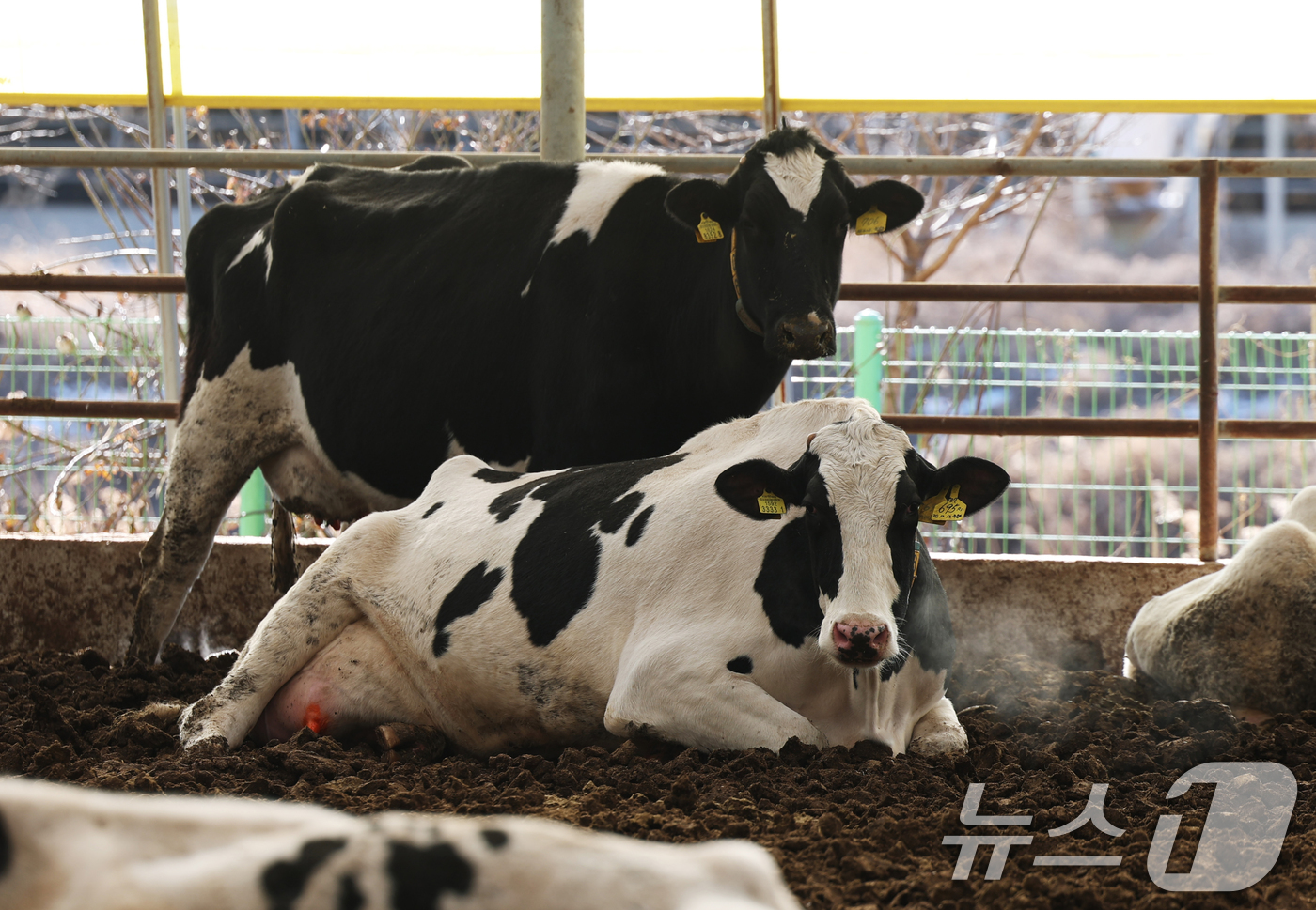 (화성=뉴스1) 김영운 기자 = 강력한 한파가 계속되고 있는 21일 경기 화성시 장안면의 한 축사에서 젖소들이 입김을 내뿜고 있다. 2026.1.21/뉴스1