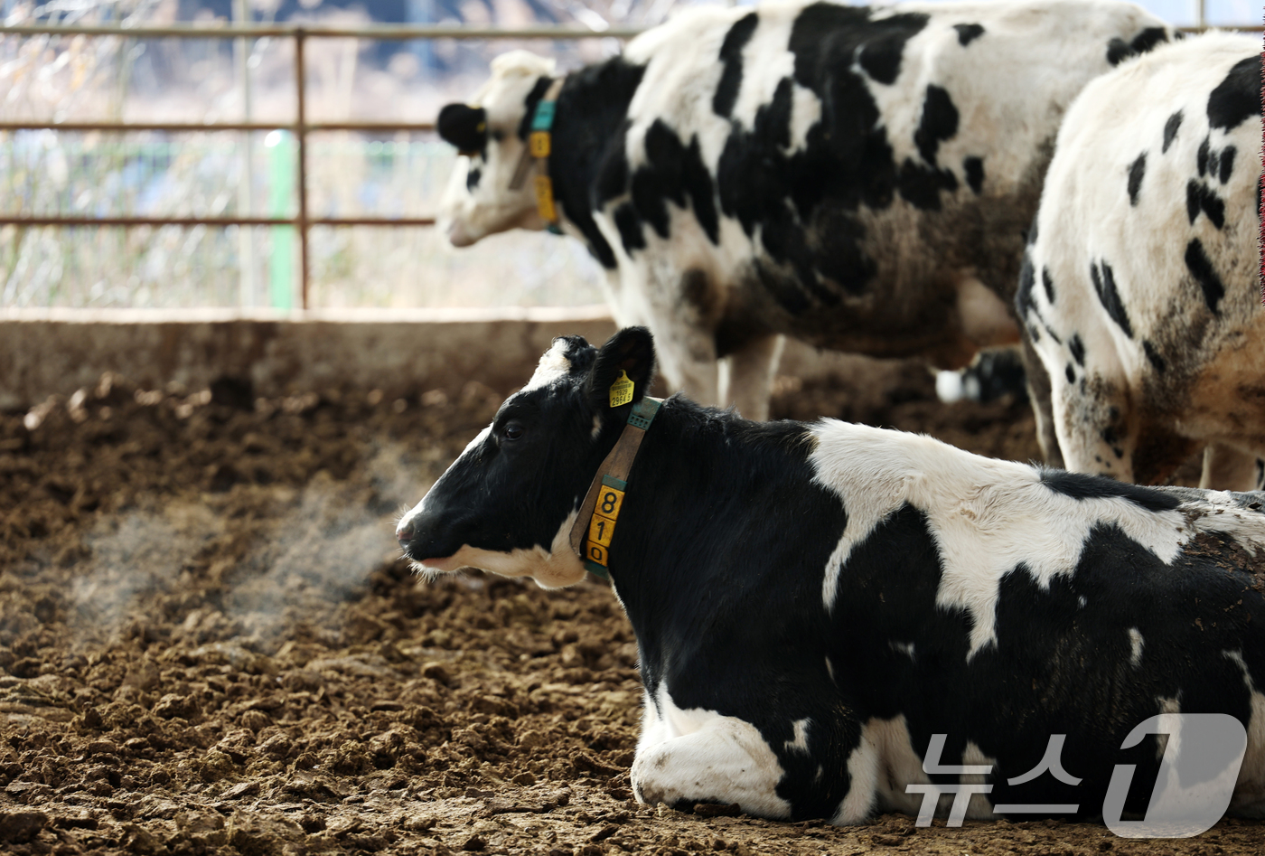(화성=뉴스1) 김영운 기자 = 강력한 한파가 계속되고 있는 21일 경기 화성시 장안면의 한 축사에서 젖소들이 입김을 내뿜고 있다. 2026.1.21/뉴스1