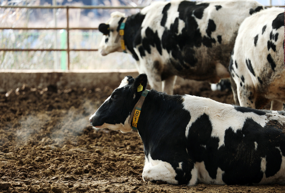 작년 4분기 젖소 사육 37.5만 마리, 41년래 최저…한우·돼지도↓