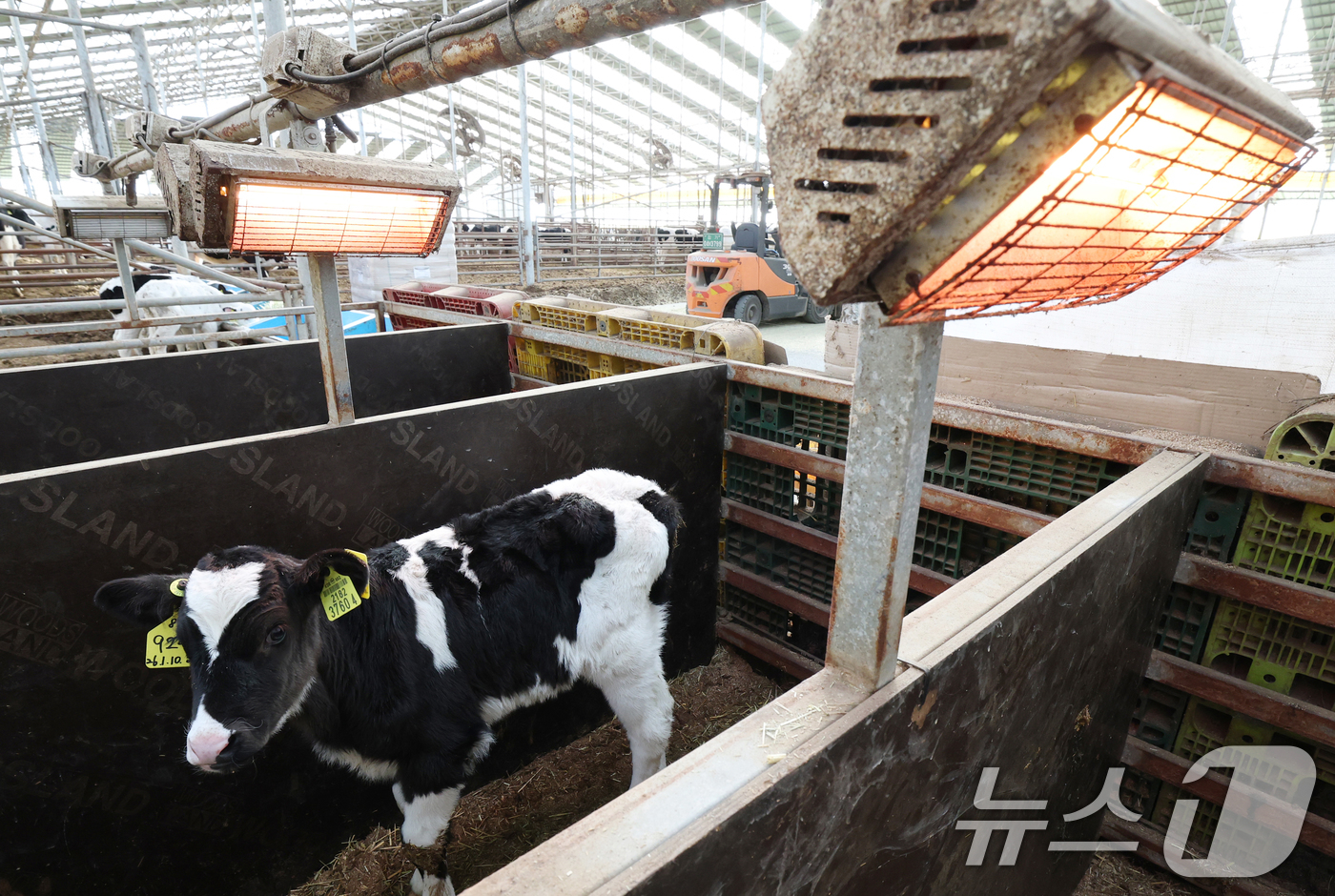 (화성=뉴스1) 김영운 기자 = 강력한 한파가 계속되고 있는 21일 경기 화성시 장안면의 한 축사에서 태어난 지 열흘 가량 된 송아지들이 전기난로를 쬐고 있다. 2026.1.21/ …