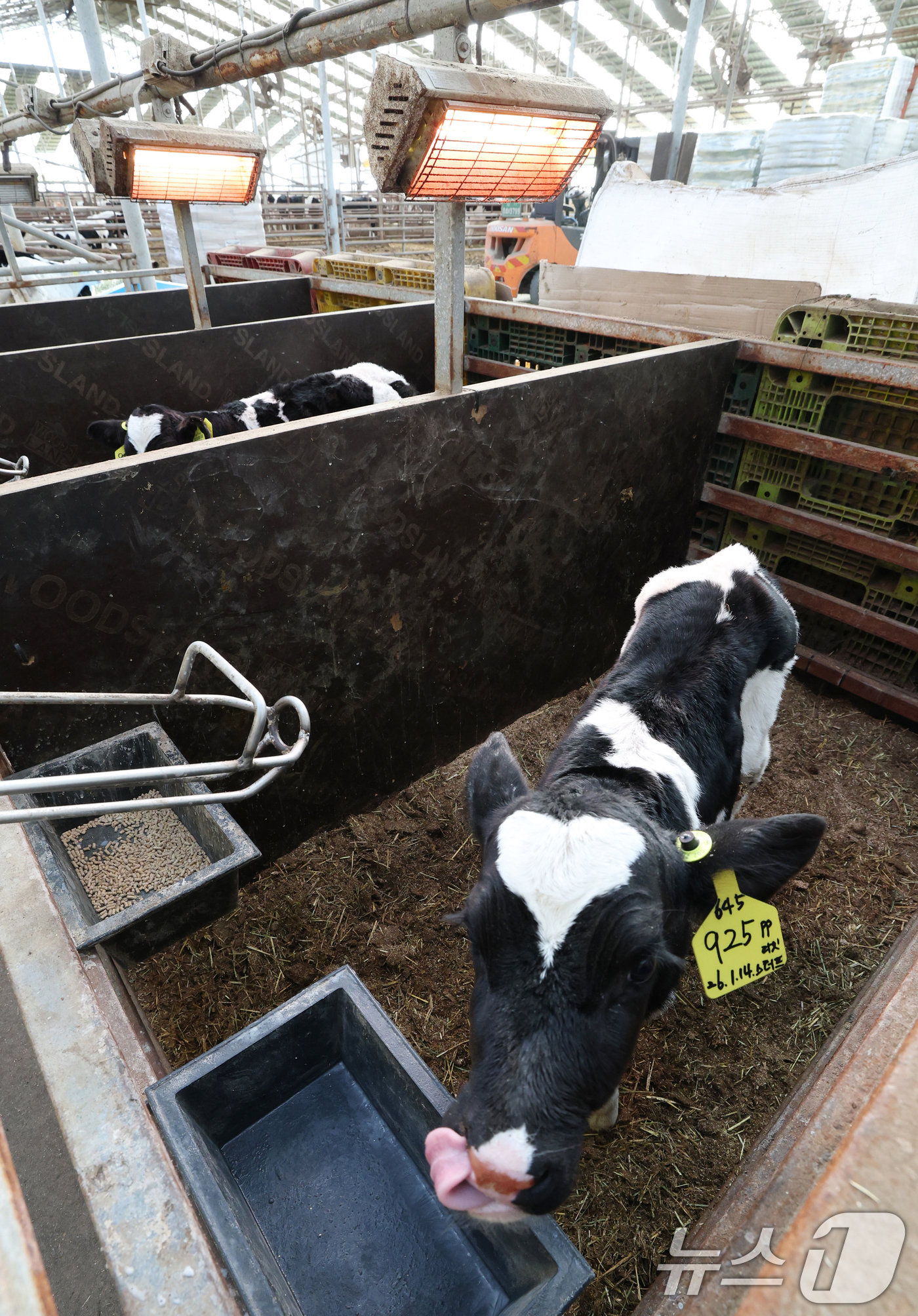 (화성=뉴스1) 김영운 기자 = 강력한 한파가 계속되고 있는 21일 경기 화성시 장안면의 한 축사에서 태어난 지 열흘 가량 된 송아지들이 전기난로를 쬐고 있다. 2026.1.21/ …