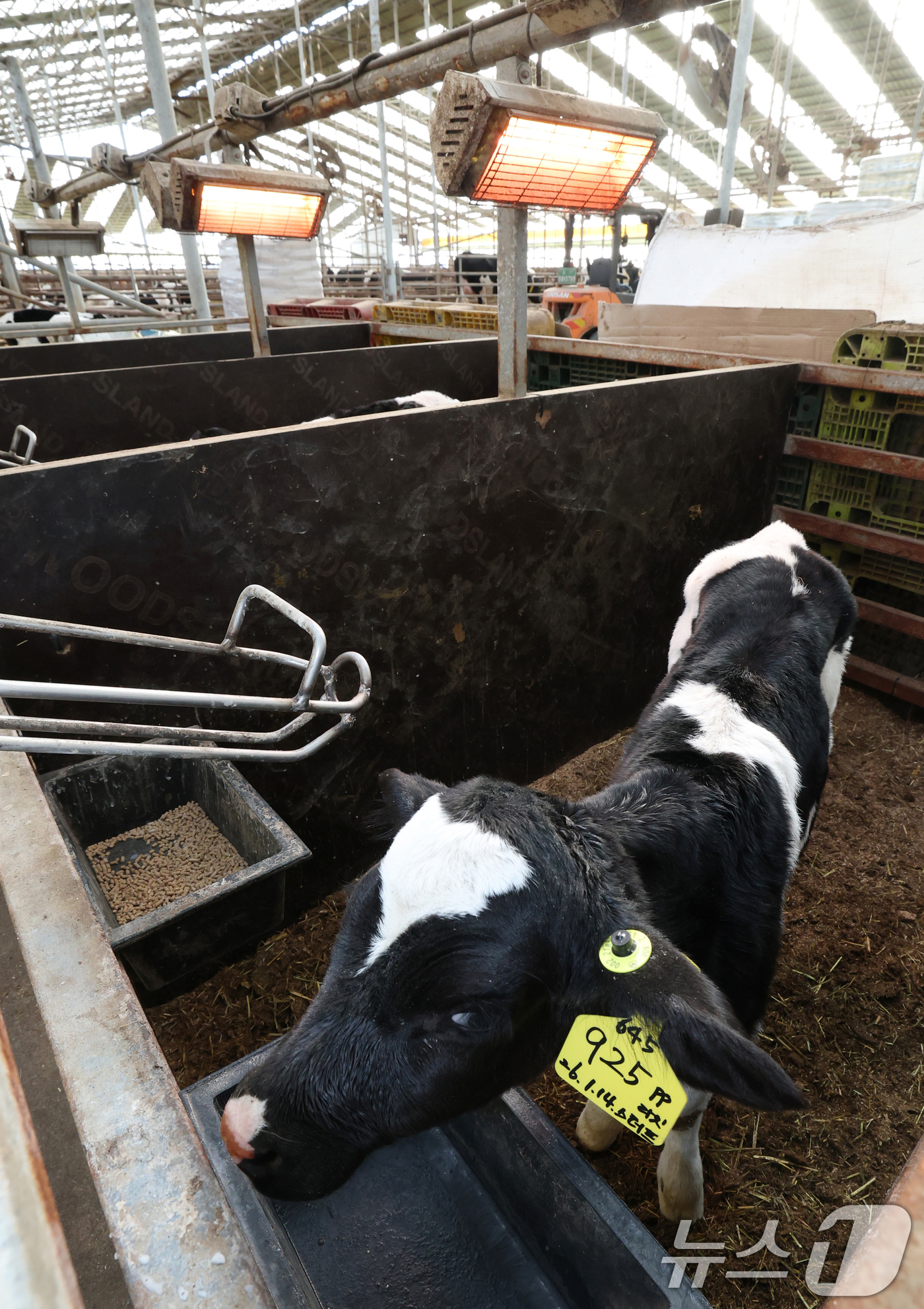 (화성=뉴스1) 김영운 기자 = 강력한 한파가 계속되고 있는 21일 경기 화성시 장안면의 한 축사에서 태어난 지 열흘 가량 된 송아지들이 전기난로를 쬐고 있다. 2026.1.21/ …