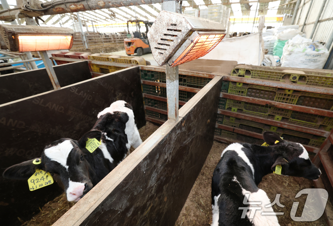 (화성=뉴스1) 김영운 기자 = 강력한 한파가 계속되고 있는 21일 경기 화성시 장안면의 한 축사에서 태어난 지 열흘 가량 된 송아지들이 전기난로를 쬐고 있다. 2026.1.21/ …