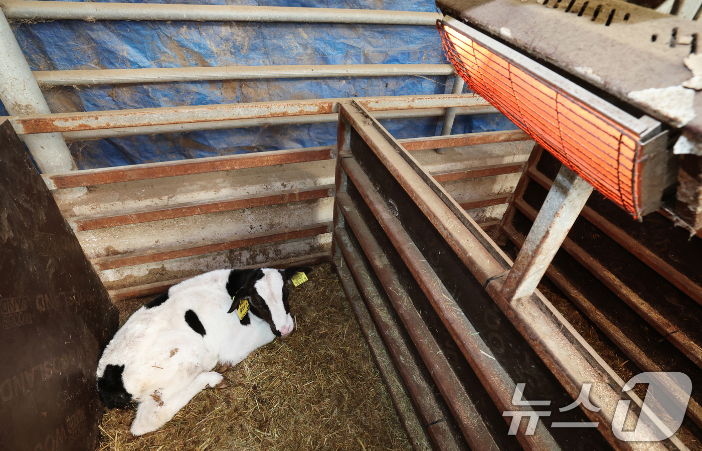 (화성=뉴스1) 김영운 기자 = 강력한 한파가 계속되고 있는 21일 경기 화성시 장안면의 한 축사에서 태어난 지 열흘 가량 된 송아지들이 전기난로를 쬐고 있다. 2026.1.21/ …