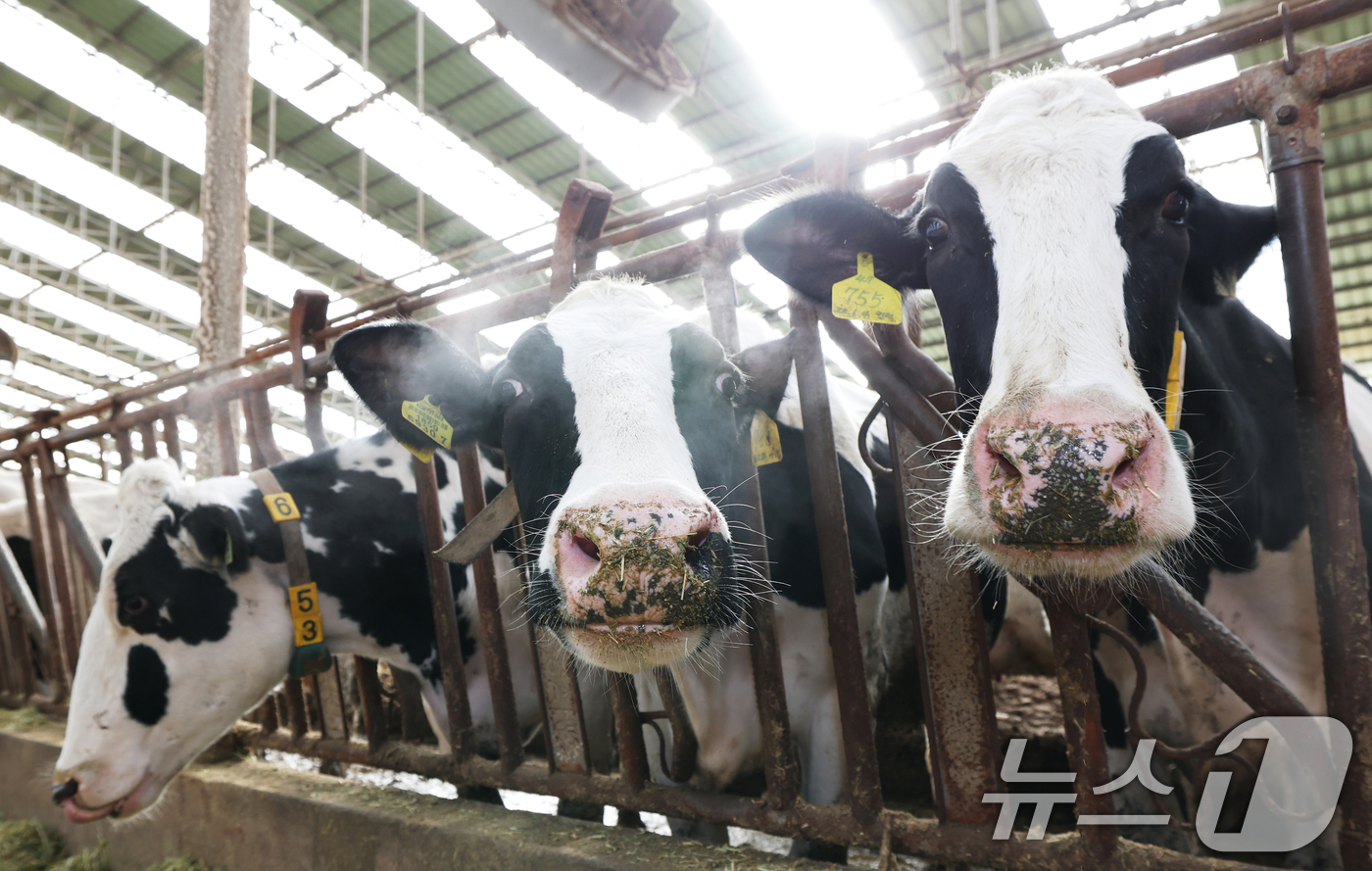 (화성=뉴스1) 김영운 기자 = 강력한 한파가 계속되고 있는 21일 경기 화성시 장안면의 한 축사에서 젖소들이 입김을 내뿜고 있다. 2026.1.21/뉴스1