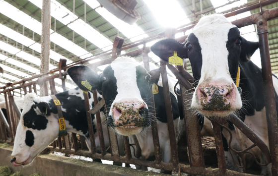 추위에 입김내는 소들
