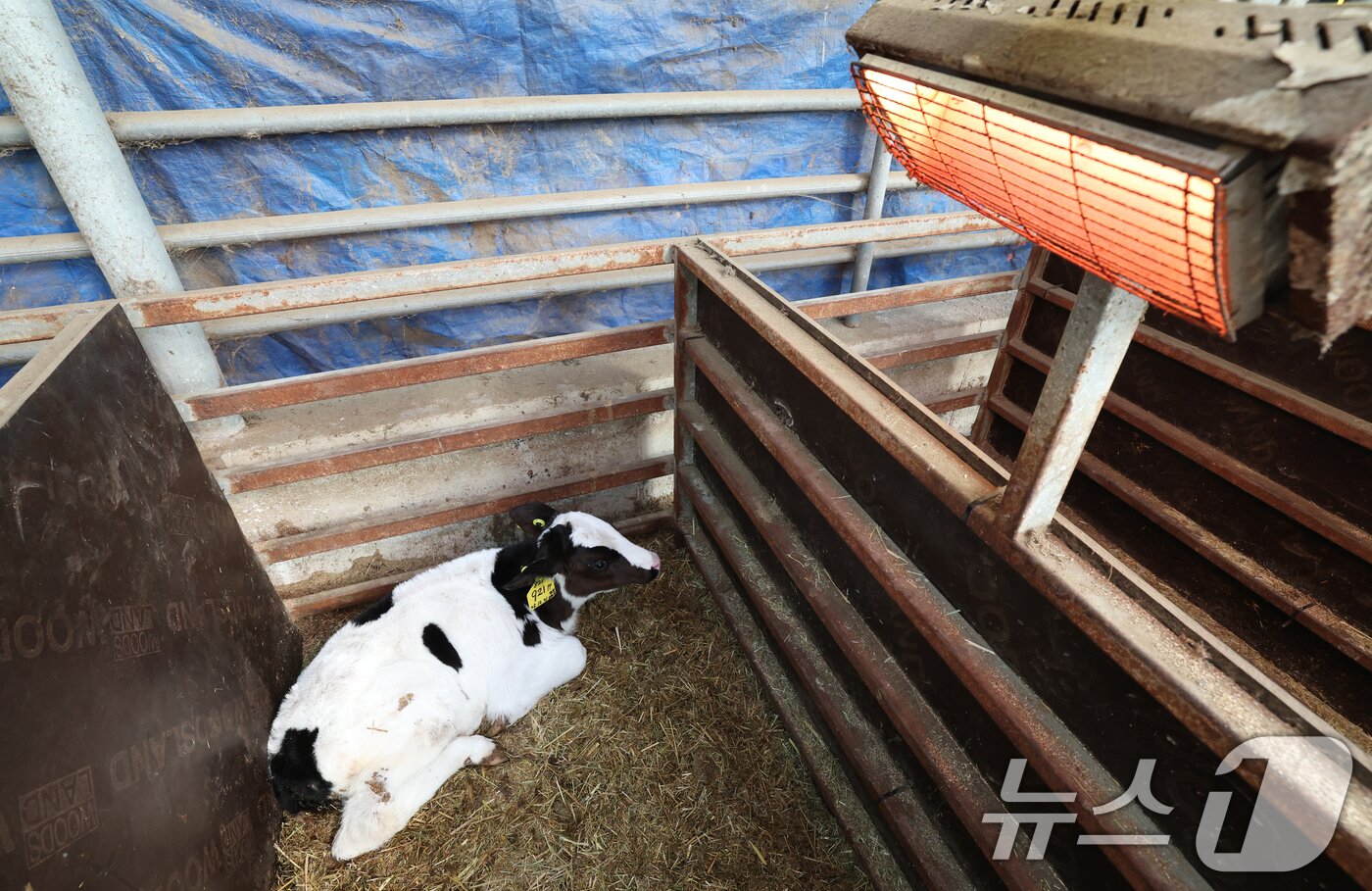 본문 이미지 - 강력한 한파가 계속되고 있는 21일 경기 화성시 장안면의 한 축사에서 태어난 지 열흘 가량 된 송아지들이 전기난로를 쬐고 있다. 2026.1.21/뉴스1 ⓒ News1 김영운 기자