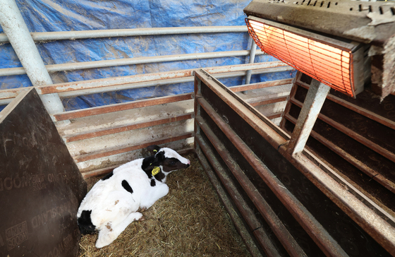 난로 쬐는 송아지