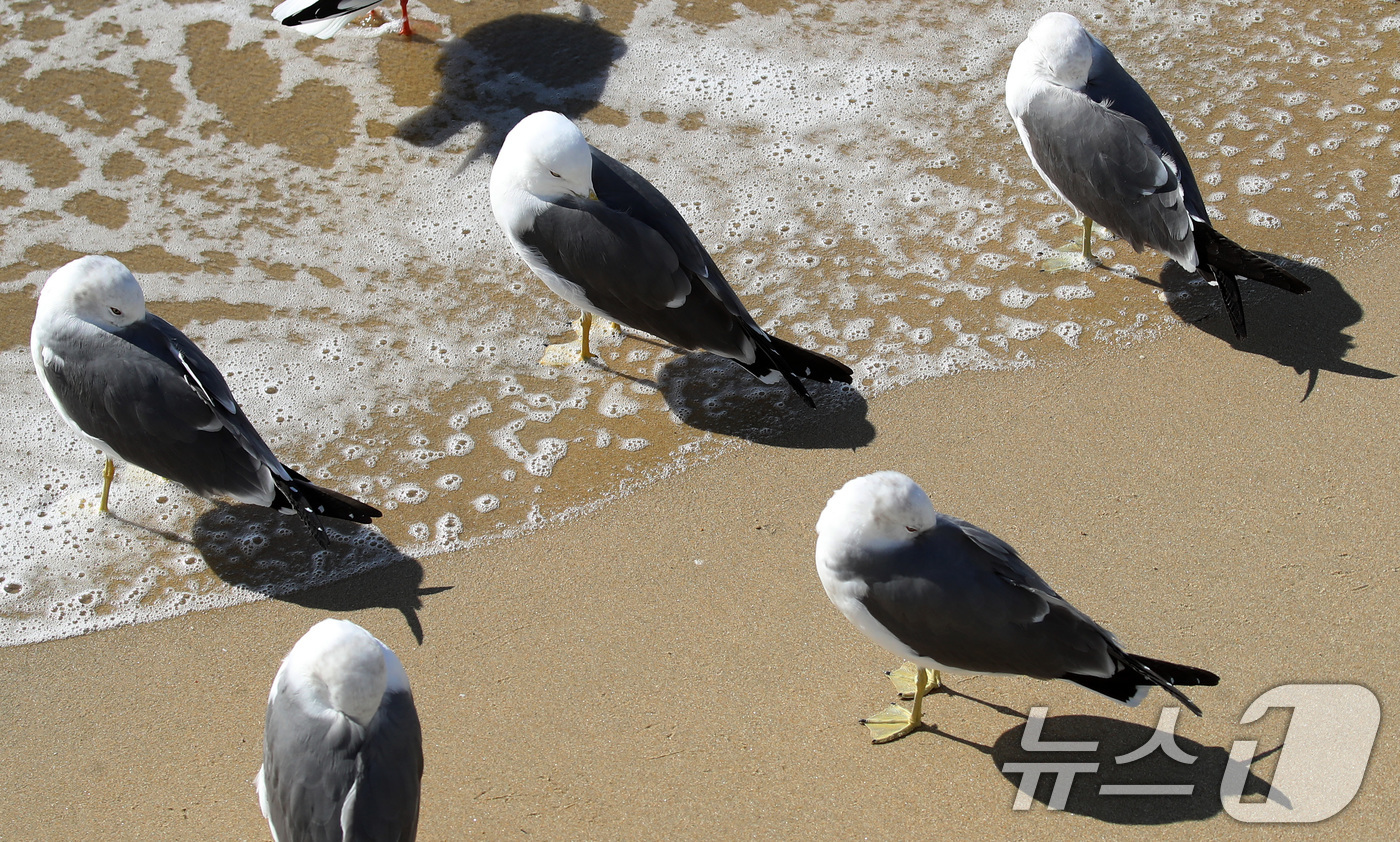 (부산=뉴스1) 윤일지 기자 = 전국적으로 한파가 기승을 부린 21일 부산 해운대해수욕장에서 갈매기들이 부리를 깃털에 파묻고 햇볕을 쬐고 있다.  2026.1.21/뉴스1
