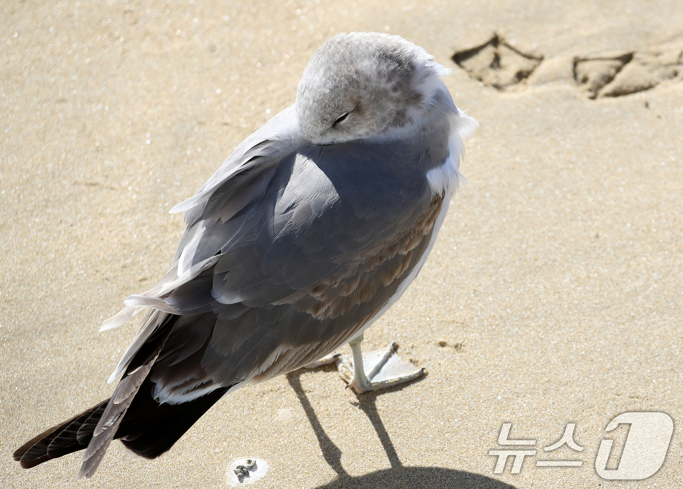 (부산=뉴스1) 윤일지 기자 = 전국적으로 한파가 기승을 부린 21일 부산 해운대해수욕장에서 갈매기가 부리를 깃털에 파묻고 햇볕을 쬐고 있다. 2026.1.21/뉴스1