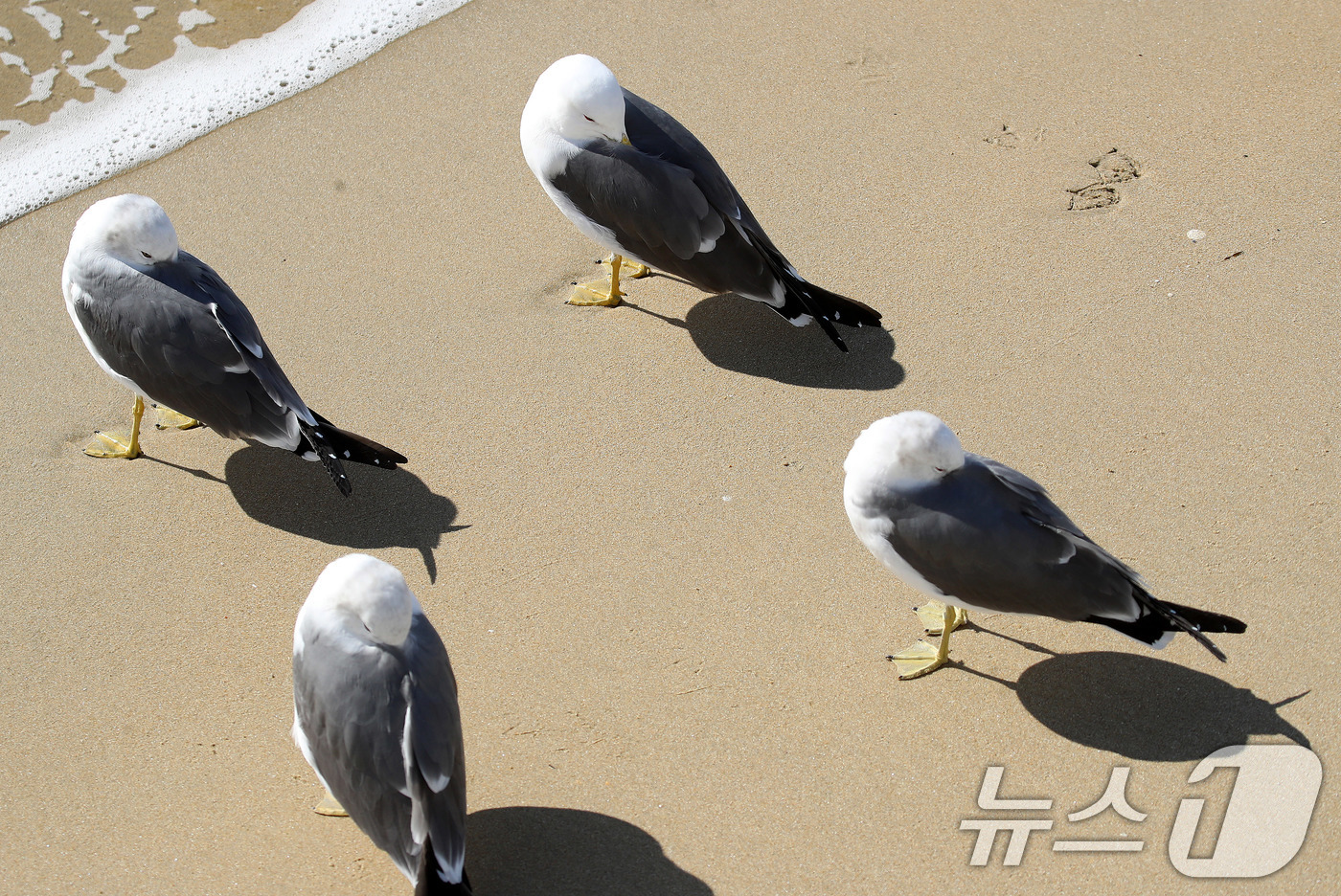 (부산=뉴스1) 윤일지 기자 = 전국적으로 한파가 기승을 부린 21일 부산 해운대해수욕장에서 갈매기들이 부리를 깃털에 파묻고 햇볕을 쬐고 있다.  2026.1.21/뉴스1