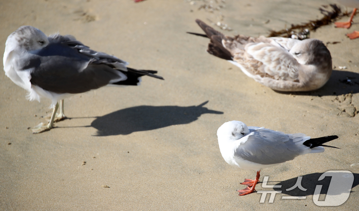 (부산=뉴스1) 윤일지 기자 = 전국적으로 한파가 기승을 부린 21일 부산 해운대해수욕장에서 갈매기들이 부리를 깃털에 파묻고 햇볕을 쬐고 있다.  2026.1.21/뉴스1