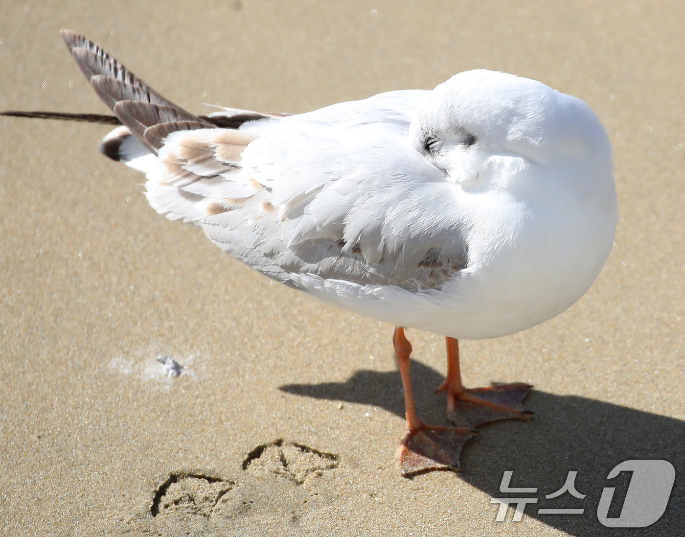 (부산=뉴스1) 윤일지 기자 = 전국적으로 한파가 기승을 부린 21일 부산 해운대해수욕장에서 갈매기가 부리를 깃털에 파묻고 햇볕을 쬐고 있다.  2026.1.21/뉴스1