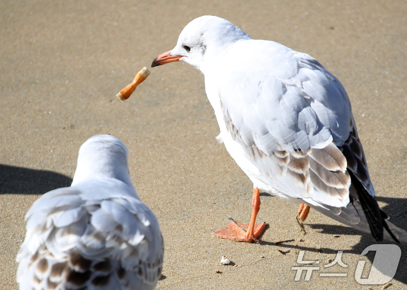 (부산=뉴스1) 윤일지 기자 = 21일 부산 해운대해수욕장에서 갈매기가 누군가가 버린 담배꽁초를 먹다 뱉고 있다.  2026.1.21/뉴스1