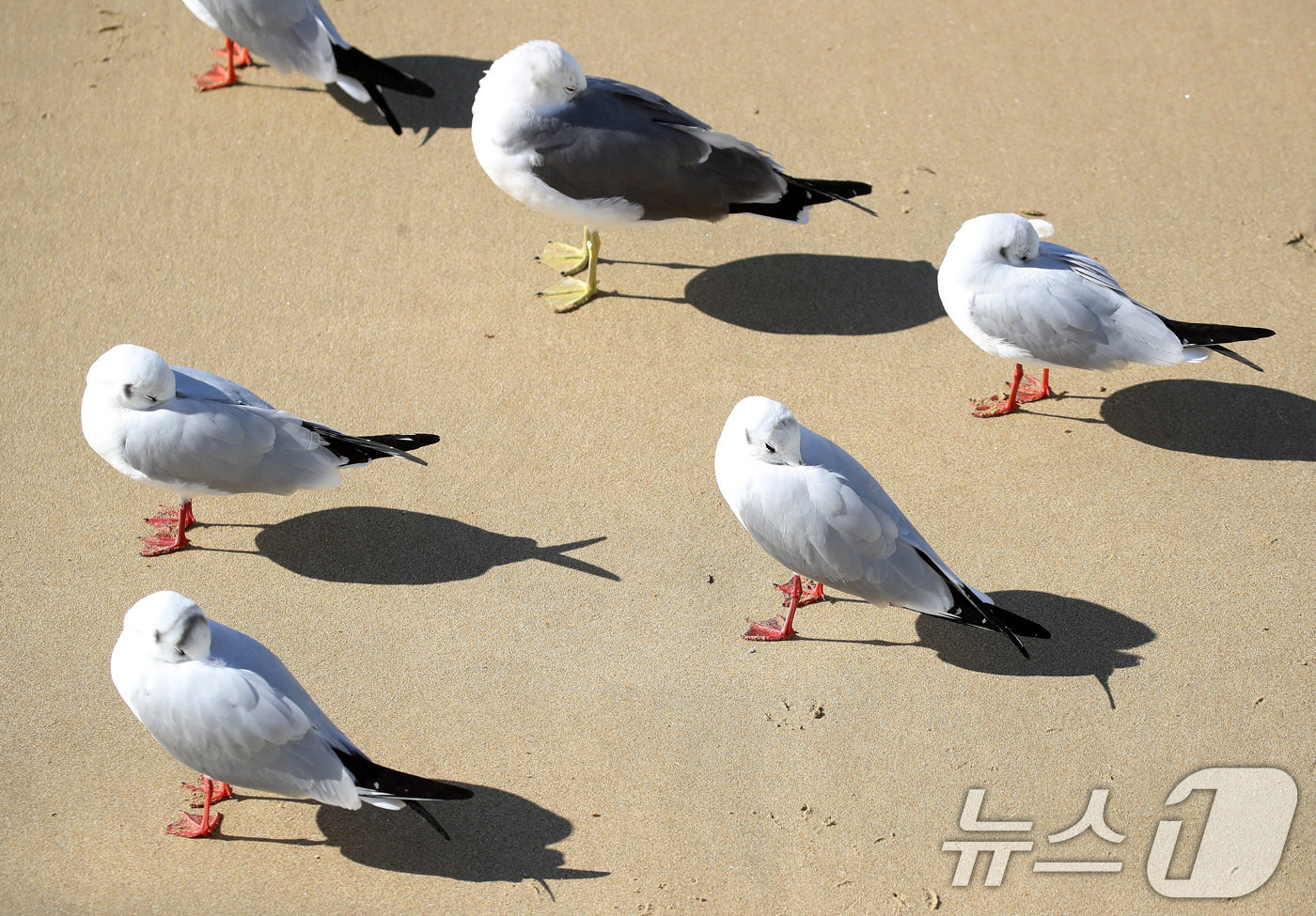 (부산=뉴스1) 윤일지 기자 = 전국적으로 한파가 기승을 부린 21일 부산 해운대해수욕장에서 갈매기들이 부리를 깃털에 파묻고 햇볕을 쬐고 있다.  2026.1.21/뉴스1