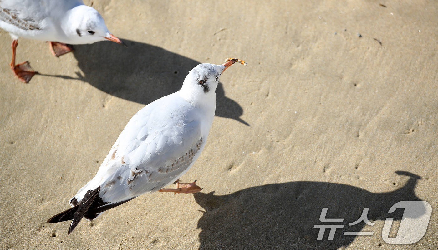(부산=뉴스1) 윤일지 기자 = 21일 부산 해운대해수욕장에서 갈매기가 누군가가 버린 담배꽁초를 부리로 물고 있다. 2026.1.21/뉴스1