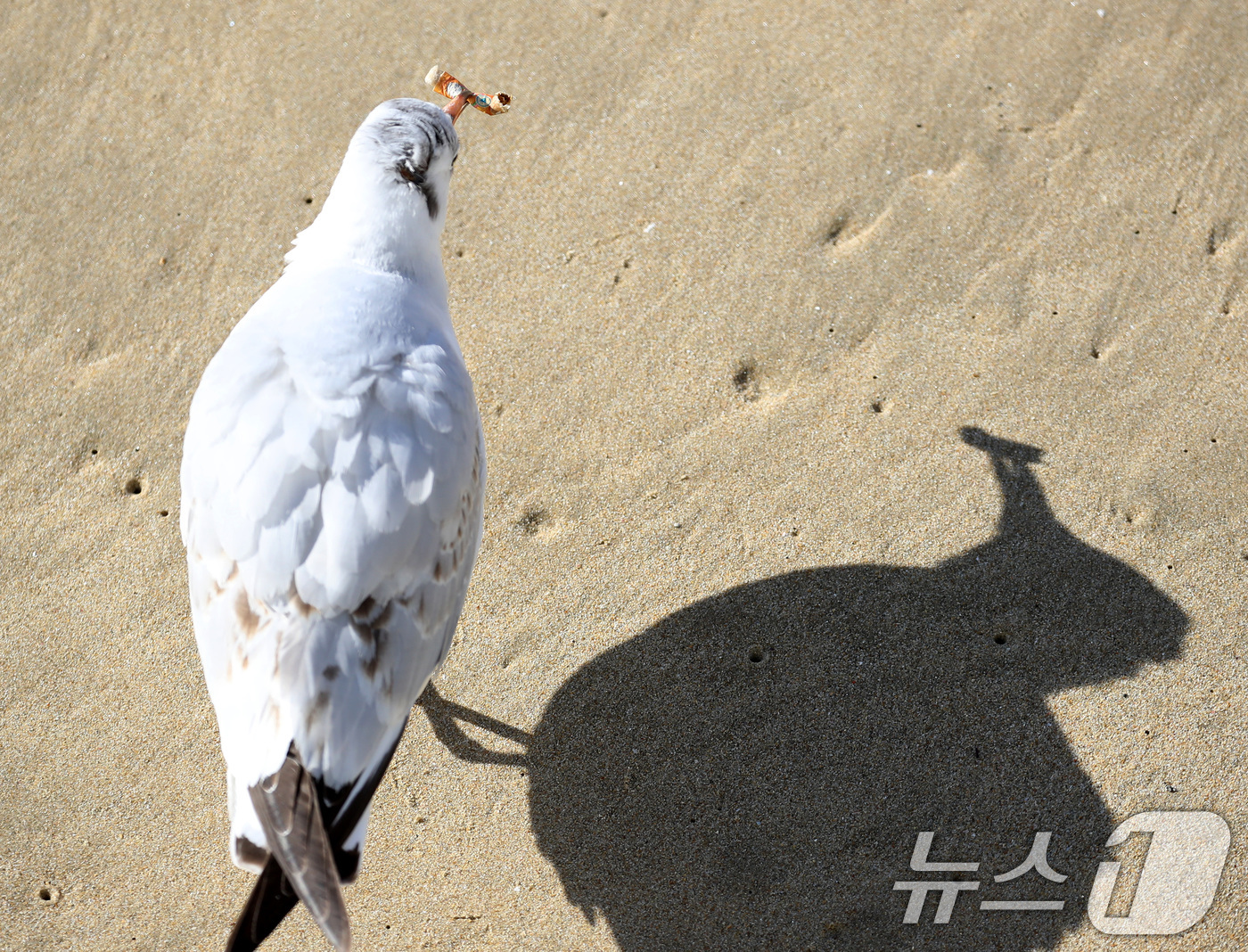 (부산=뉴스1) 윤일지 기자 = 21일 부산 해운대해수욕장에서 갈매기가 누군가가 버린 담배꽁초를 부리로 물고 있다. 2026.1.21/뉴스1