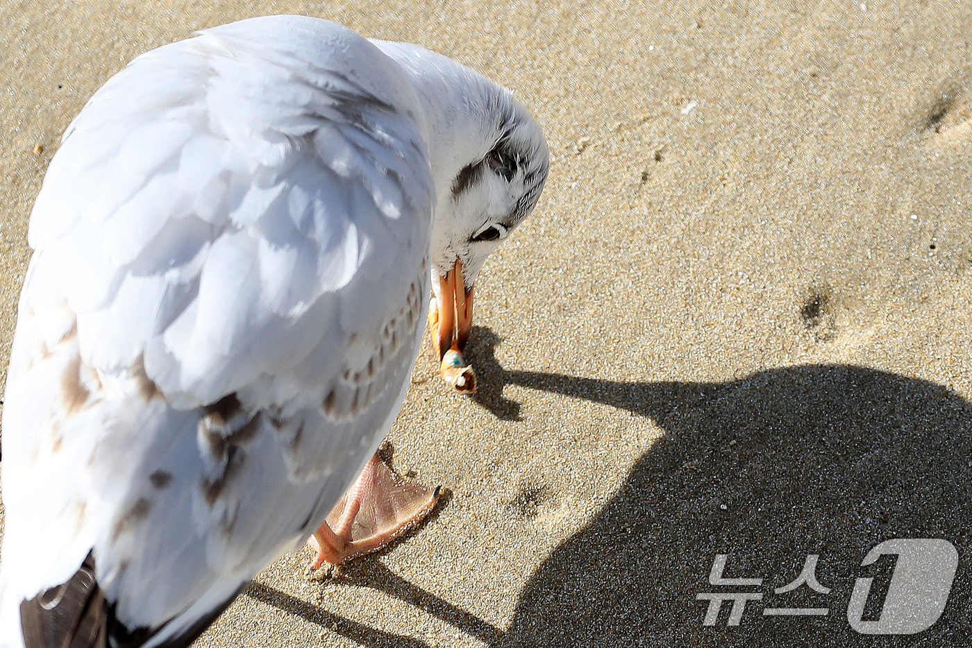 (부산=뉴스1) 윤일지 기자 = 21일 부산 해운대해수욕장에서 갈매기가 누군가가 버린 담배꽁초를 부리로 물고 있다. 2026.1.21/뉴스1