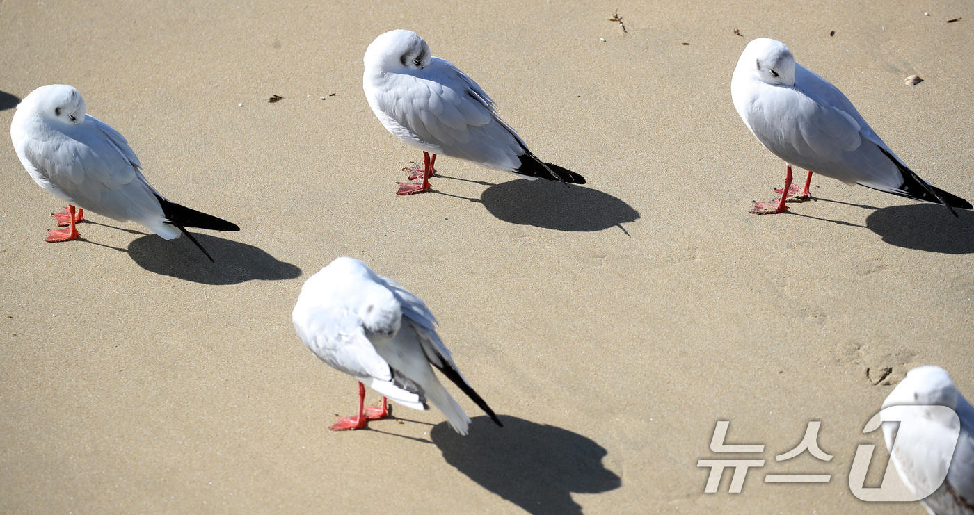 (부산=뉴스1) 윤일지 기자 = 전국적으로 한파가 기승을 부린 21일 부산 해운대해수욕장에서 갈매기들이 부리를 깃털에 파묻고 햇볕을 쬐고 있다.  2026.1.21/뉴스1