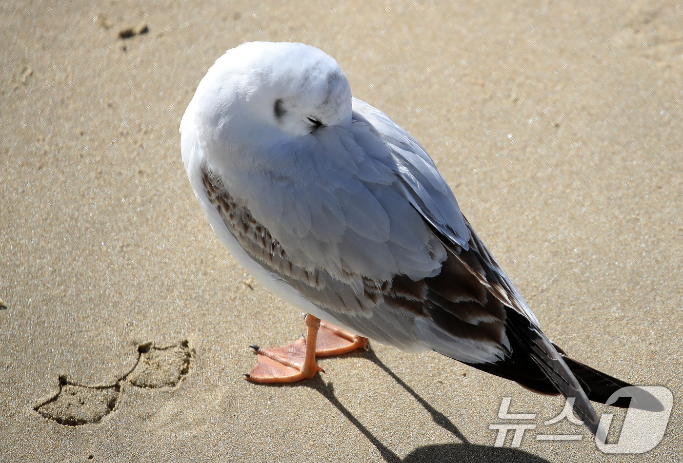 (부산=뉴스1) 윤일지 기자 = 전국적으로 한파가 기승을 부린 21일 부산 해운대해수욕장에서 갈매기가 부리를 깃털에 파묻고 햇볕을 쬐고 있다.  2026.1.21/뉴스1