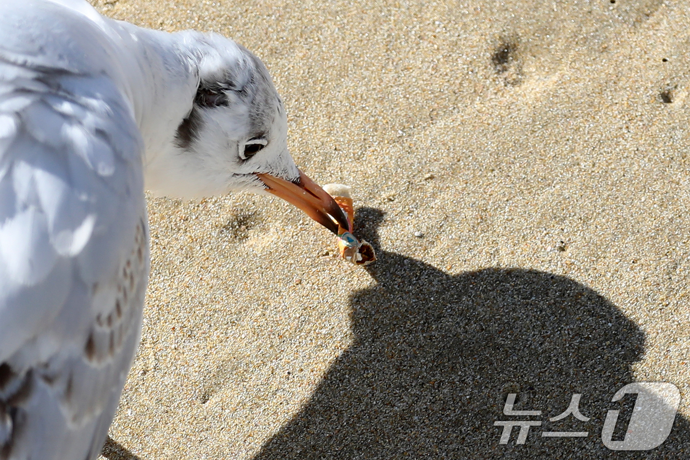(부산=뉴스1) 윤일지 기자 = 21일 부산 해운대해수욕장에서 갈매기가 누군가가 버린 담배꽁초를 부리로 물고 있다. 2026.1.21/뉴스1