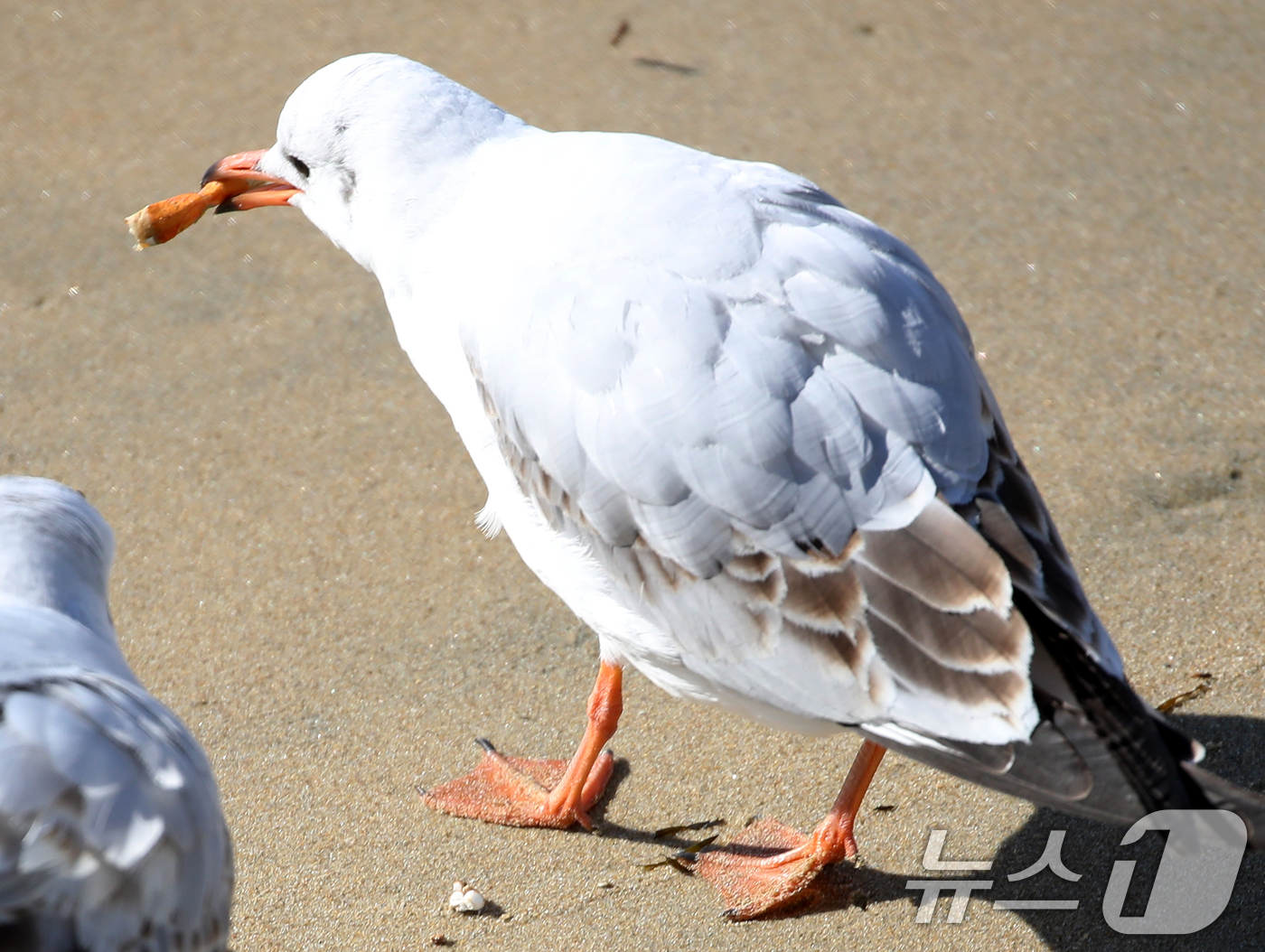 (부산=뉴스1) 윤일지 기자 = 21일 부산 해운대해수욕장에서 갈매기가 누군가가 버린 담배꽁초를 부리로 물고 있다. 2026.1.21/뉴스1