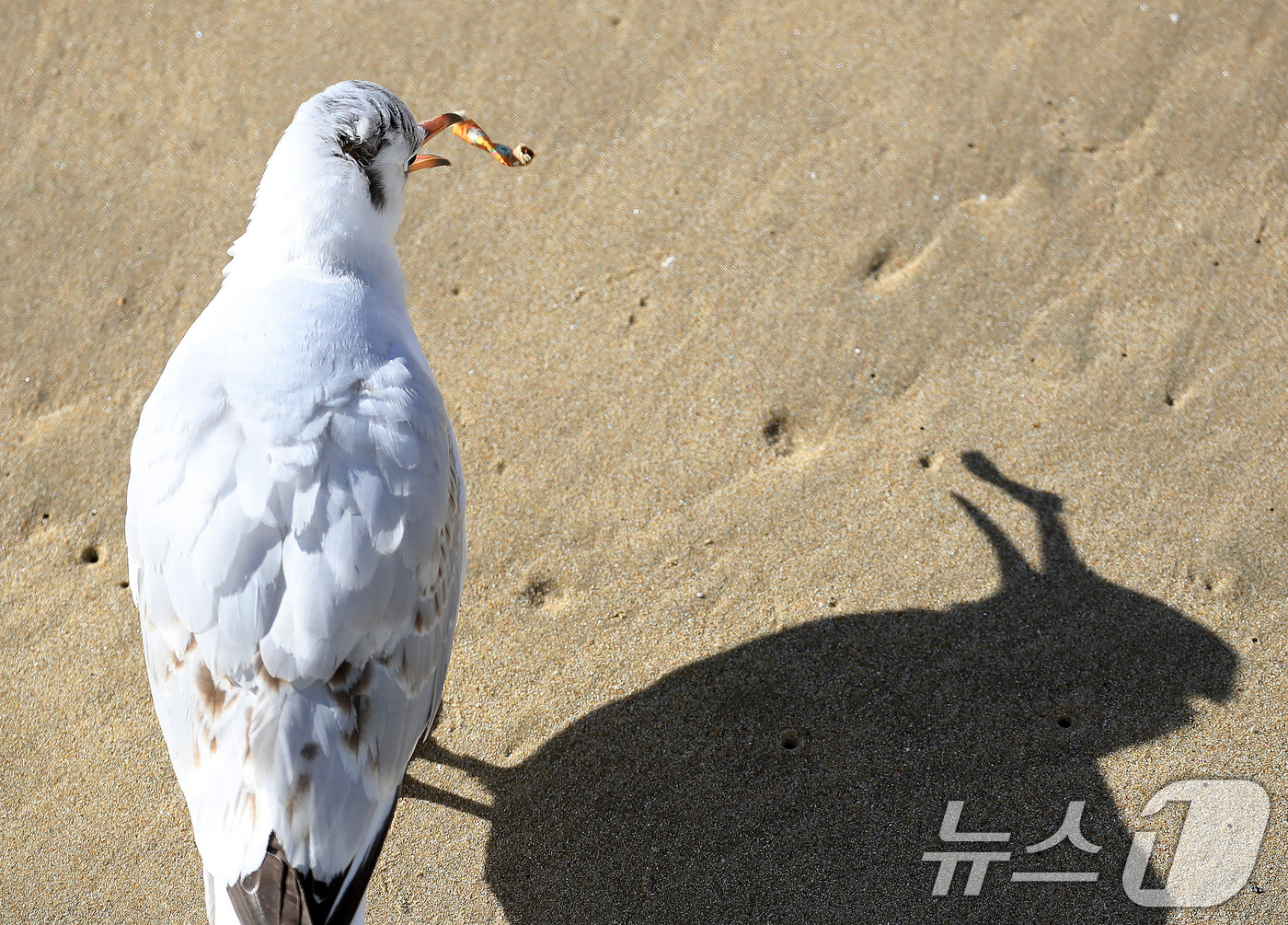 (부산=뉴스1) 윤일지 기자 = 21일 부산 해운대해수욕장에서 갈매기가 누군가가 버린 담배꽁초를 먹다 뱉고 있다.  2026.1.21/뉴스1