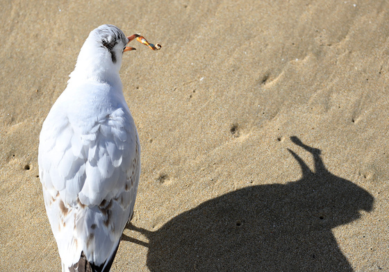 새우맛 과자와 착각했나…담배꽁초 먹다 뱉는 갈매기