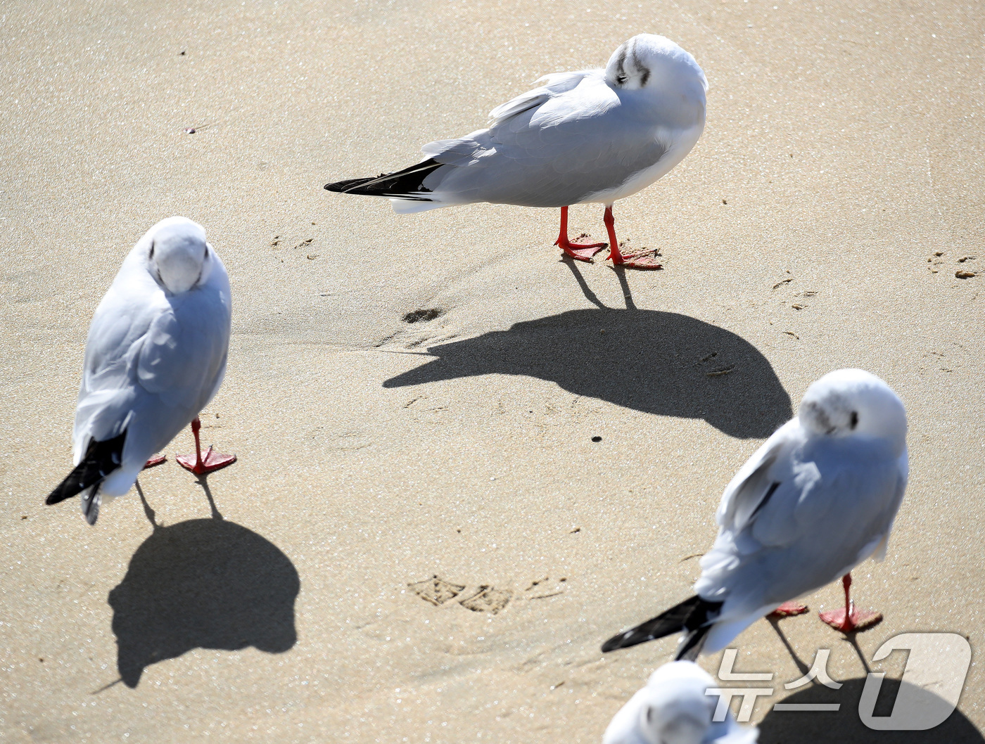 (부산=뉴스1) 윤일지 기자 = 전국적으로 한파가 기승을 부린 21일 부산 해운대해수욕장에서 갈매기들이 부리를 깃털에 파묻고 햇볕을 쬐고 있다.  2026.1.21/뉴스1