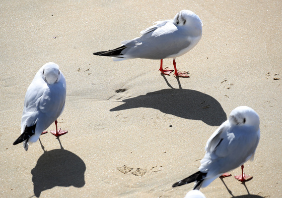 부산 갈매기도 '춥네'
