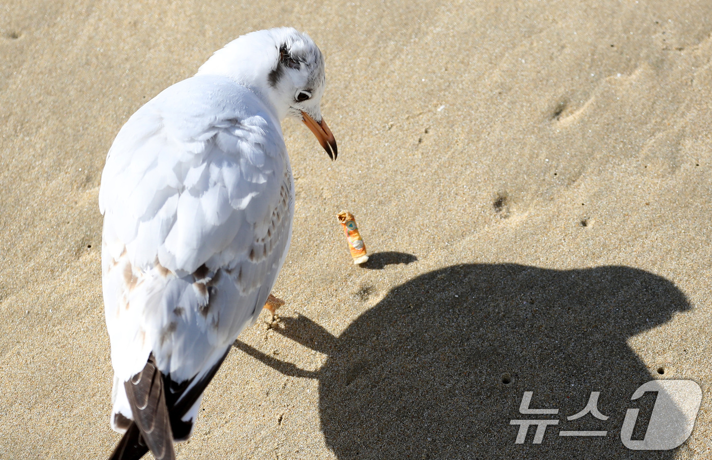 (부산=뉴스1) 윤일지 기자 = 21일 부산 해운대해수욕장에서 갈매기가 누군가가 버린 담배꽁초를 먹다 뱉고 있다.  2026.1.21/뉴스1