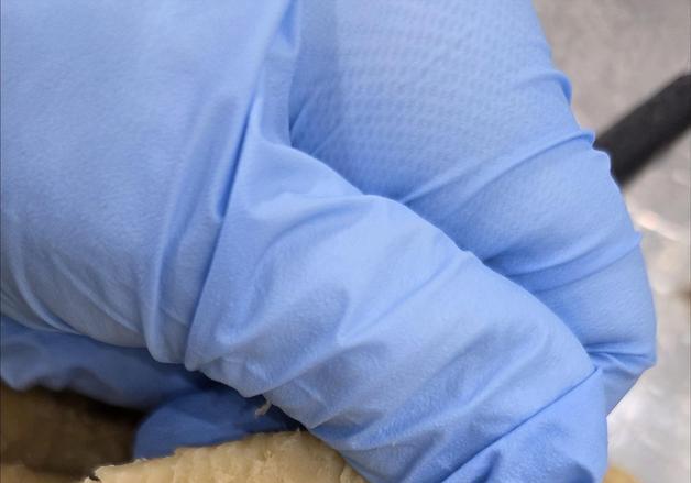 농진청, 국산 콩 활용 '글루텐-프리' 식물성 단백질 소재 개발