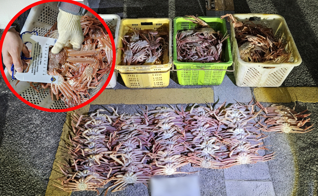 포항해경, 불법대게 포획 선장·유통업자 등 7명 검거