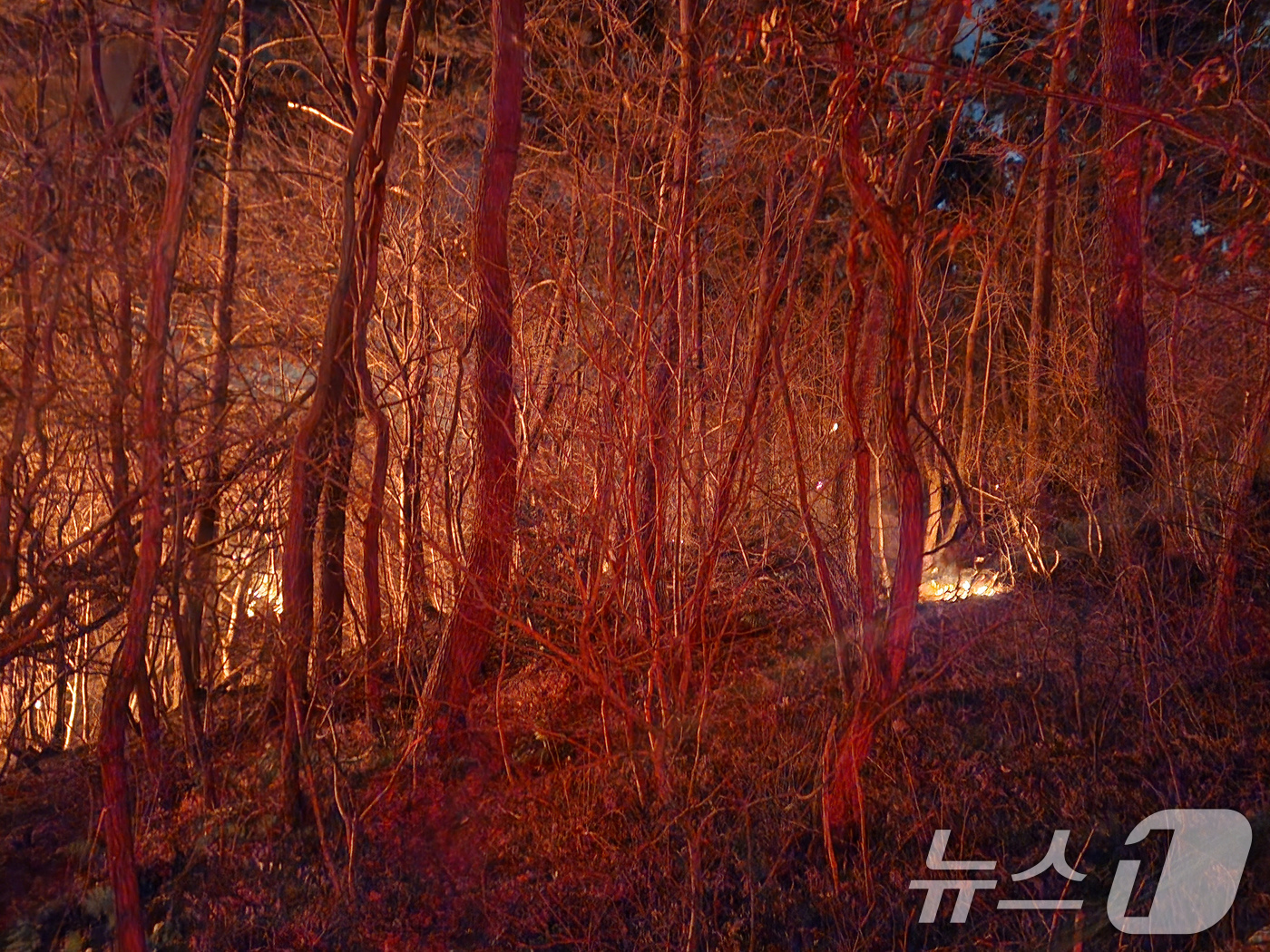 (부산=뉴스1) 윤일지 기자 = 21일 오후 부산 기장군 기장읍 청강리의 한 공장에서 불이 나 인근 야산으로 번져 산불이 확대되고 있다. (부산소방재난본부 제공. 재판매 및 DB …