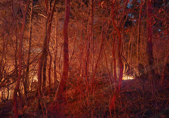 부산 기장군 산불 진화 난항…소방 "일출 시 헬기 투입 진화"(종합2보)