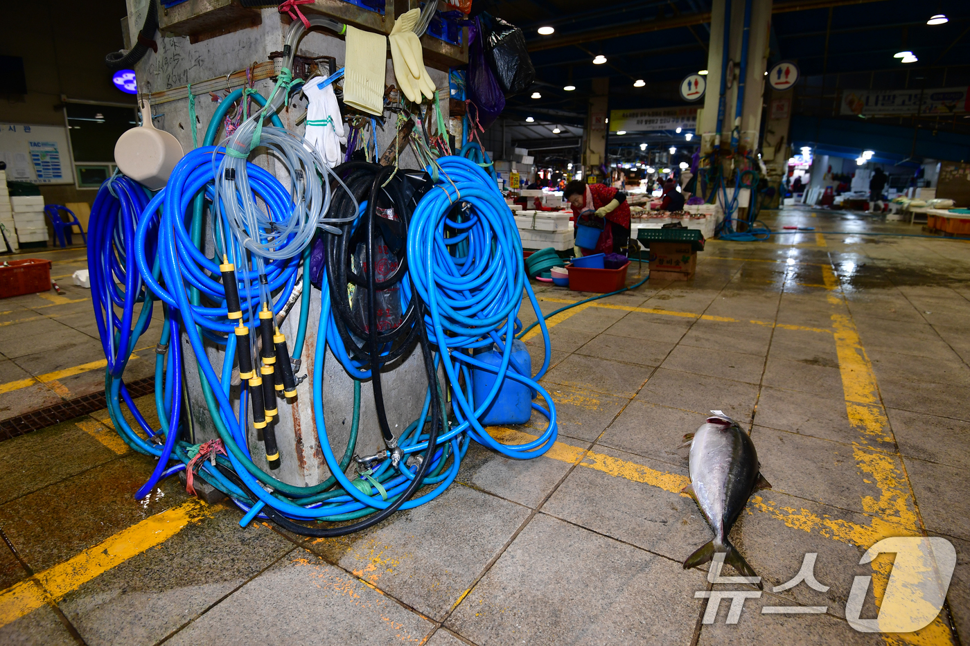 (포항=뉴스1) 최창호 기자 = 22일 경북 포항시 죽도어시장 좌판 상인들이 사용하는 수도호수가 강추위에 얼어 붙은 가운데 경매를 마친 대방어 한마리가 주인을 기다리고 있다.이날 …