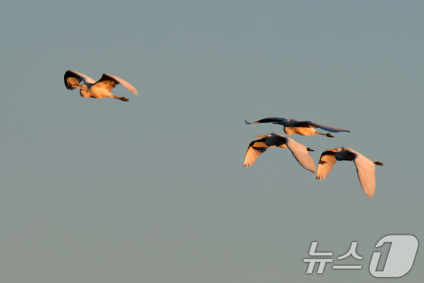 (포항=뉴스1) 최창호 기자 = 경북 포항시의 아침 최저 기온이 겨울들어 가장 낮은 영하 9도(체김기온 영하 11도)를 기록한  22일 오전 남구 연일읍 형산강에서 여름새인 백로가 …