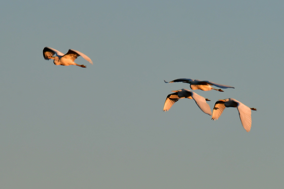 남쪽으로 가는 백로
