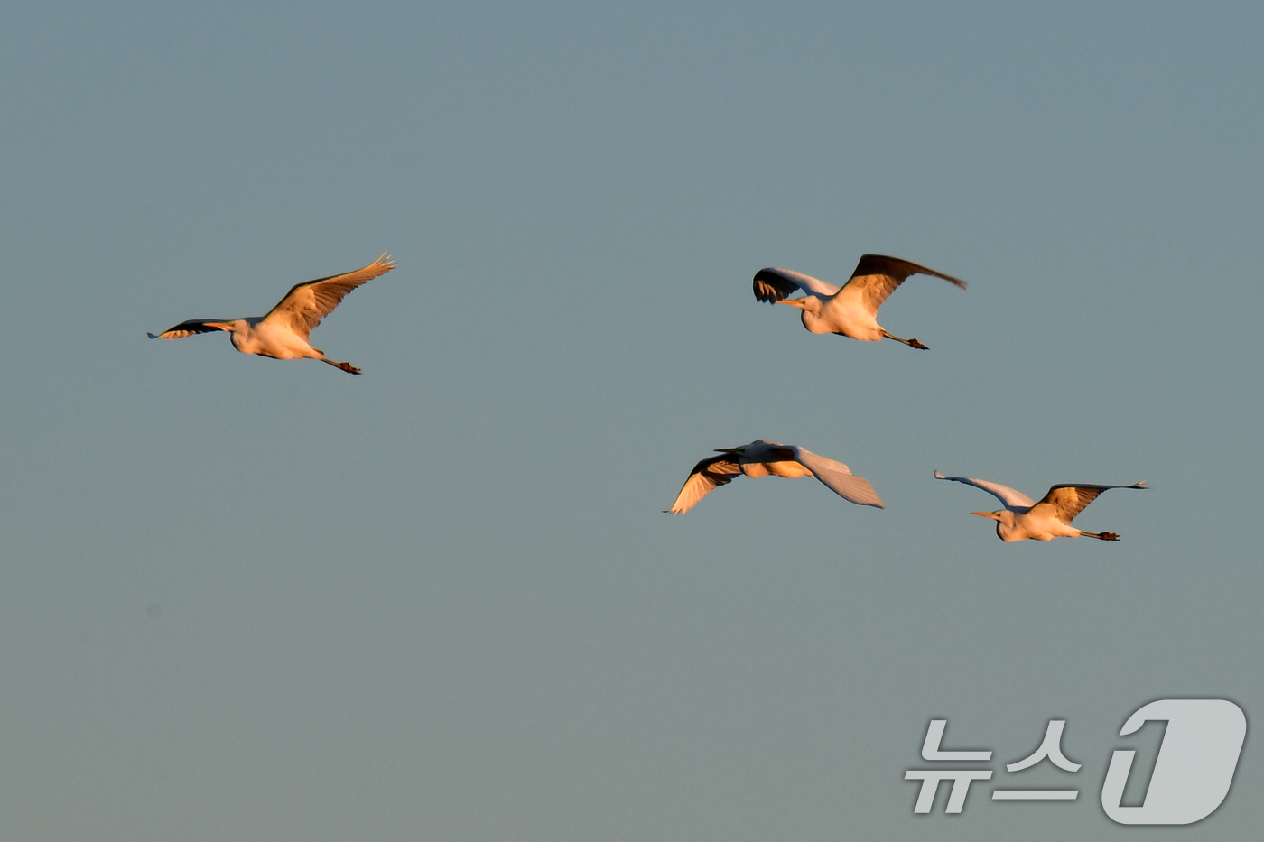 (포항=뉴스1) 최창호 기자 = 경북 포항시의 아침 최저 기온이 겨울들어 가장 낮은 영하 9도(체김기온 영하 11도)를 기록한  22일 오전 남구 연일읍 형산강에서 여름새인 백로가 …