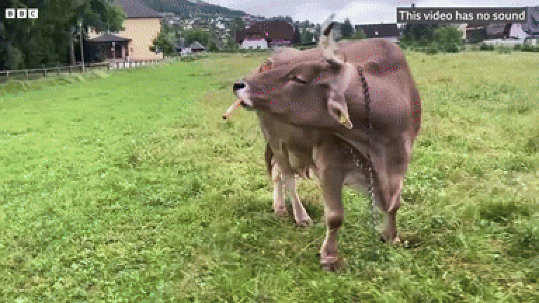 소가 웃을 일?…침팬지처럼 도구 사용, 빗자루로 등 긁는 모습 포착[영상]