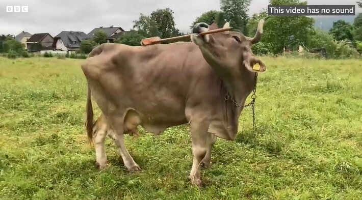 본문 이미지 - 도구를 사용해 등을 긁고 있는 젖소. 출처=BBC
