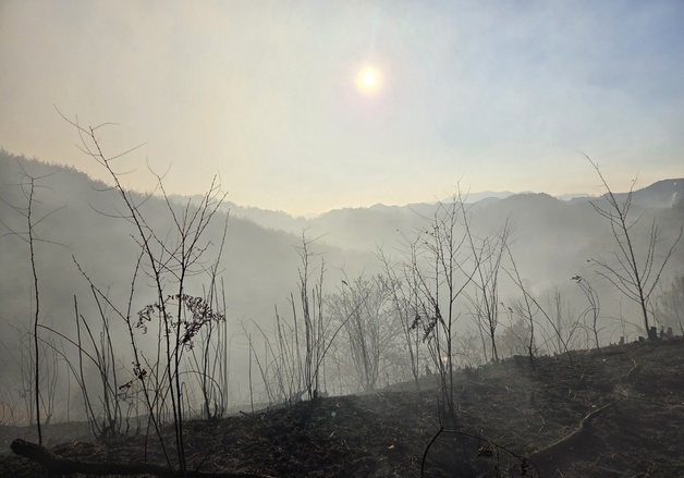 하룻밤 새 광양·기장 산불로 '축구장 88개' 산림 잿더미(종합2보)